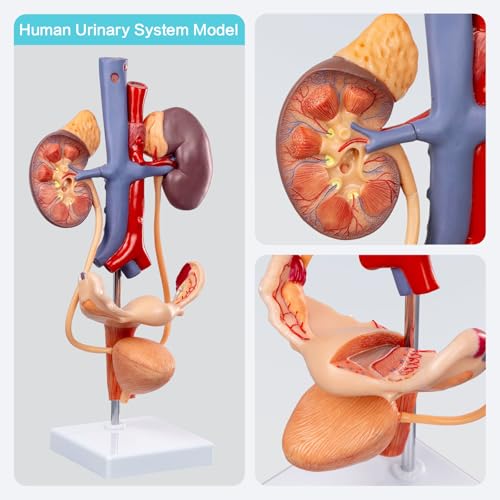 Image of EVOTECH SCIENTIFIC Human Female Reproduction & Urinary System Medical Anatomical Model, 3 Parts Life Size Female Urogenital System Anatomical Model for Medical Learning Education, Includes Manual