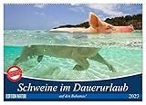 Schweine im Dauerurlaub auf den Bahamas! (Wandkalender 2023 DIN A2 quer), Calvendo Monatskalender - Elisabeth Stanzer 