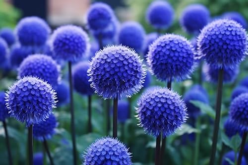 Globe Thistle Seeds for Planting - 50 Seeds - Blue Globe Thistle - Echinops ritro