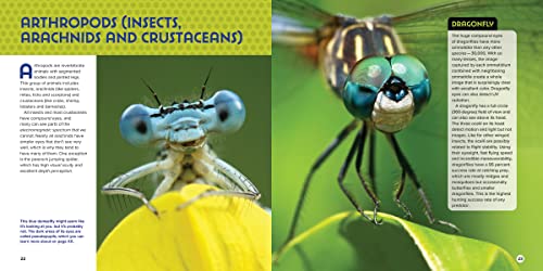 Animal Eyes: How Creatures See and How Their Eyes Have Adapted to Their World - Image 3