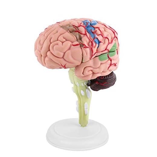 Akozon Disassembled Human Brain Model 4D Human Brain Structure Anatomy Medical Teaching Learning Tool Toy