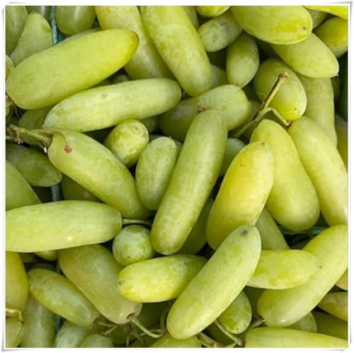 Uva ursina compresse,Elegante,Uva Fragola Nera,perenne,adaptable. Resistente al frío.Puro amor.-3Rizomas-J