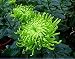 ADB Inc 50 Seeds Green Spider Chrysanthemum Courtyard Flower Seeds