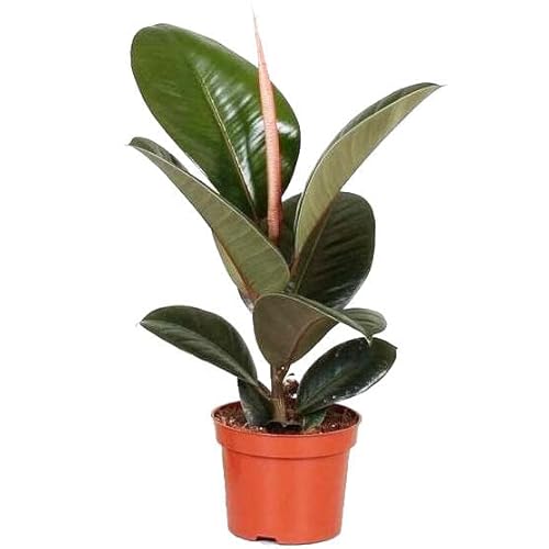 Ficus Elastica Natural Planta Conocida como el Árbol del Caucho