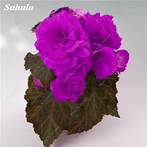 50 PC bonsai begonia color seed of the mixla Hybrida voss lanterne flowers begonia malus spectabilis chinese bonsai…