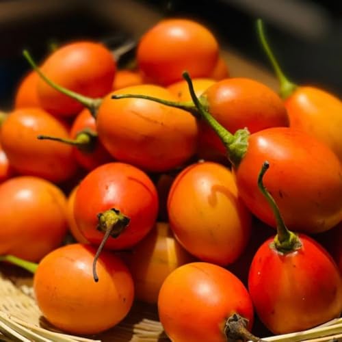 semi di tamarillo, da balcone comprare da frutto frutto colonnari colonnare esotiche semi di colonnari vecchie varietà 65pcs