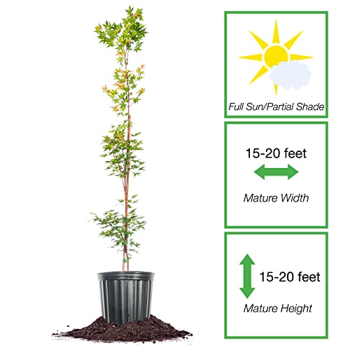 Perfect Plants Sango Kaku Japanese Maple Tree 4-5Ft Tall - Elegant Coral Bark Branches - Eye-Catching Green Golden Leaves - Ideal For Landscapes #TOP1