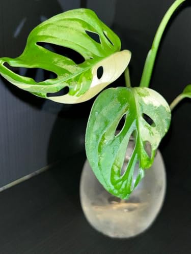 モンステラ 観葉植物」の人気商品一覧 | 安い商品を通販サイトから探す