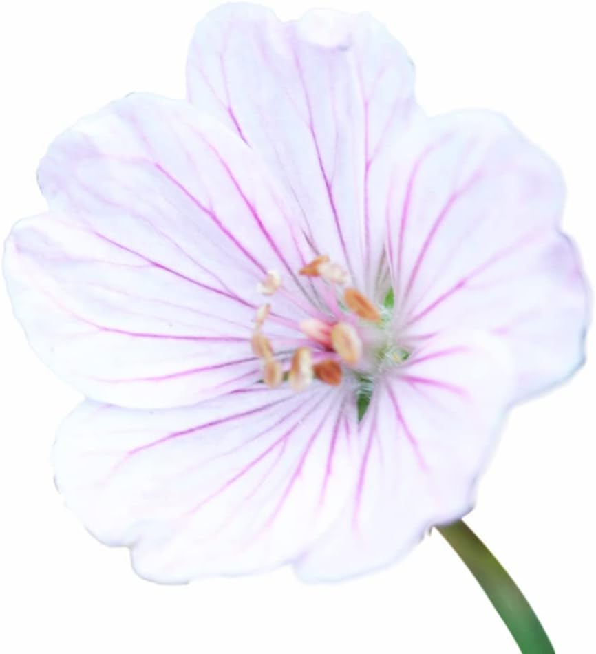 Amazon Co Jp 薄桃アケボノフウロ Diy 工具 ガーデン