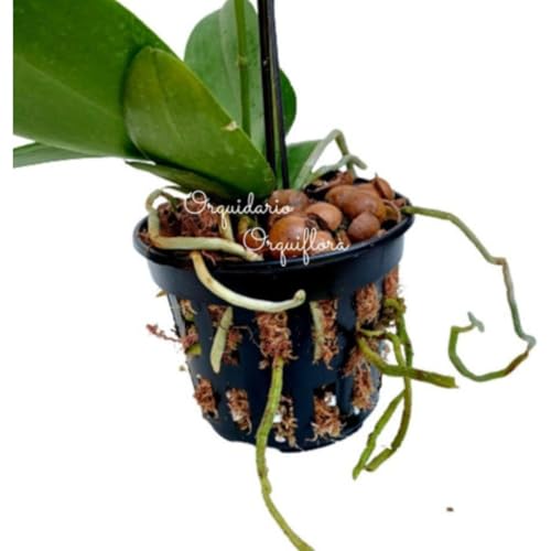 Kit 20 Vasos Vazados Plantas Pote 15 Musgo Pinus Haste