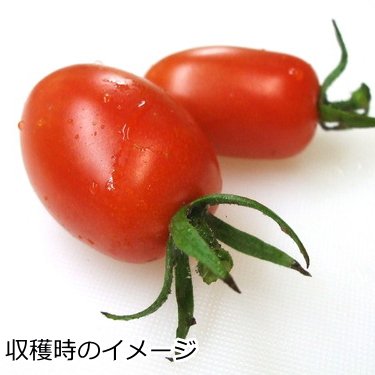 ミニトマト苗　品種アイコ　160本 ミニトマト苗 品種アイコ 160本 【公式通販】