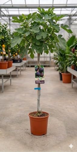 Higuera Cuello de Dama Negro (Ficus carica) 10L – Árbol Frutal de Higos Dulces y Aromáticos