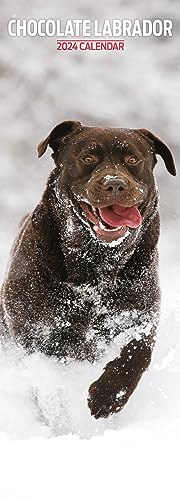 Calendario 2024 Labrador Chocolate Slim