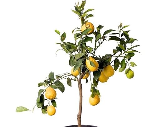 Limonero Árbol Frutal - Citrus Limon - Ideal para el Patio del Hogar