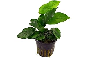 Prosperous Aqua Plants: Potted Anubias VAR Nana
