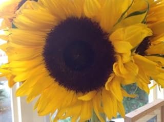Just Seed - Sunflower School Pack Giant Single Yellow - 300 Seed