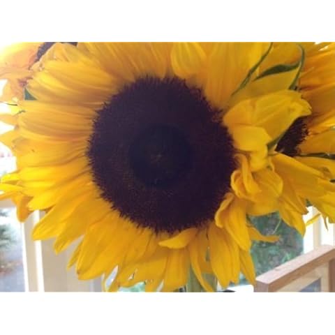 Just Seed - Sunflower School Pack Giant Single Yellow - 300 Seed Cover