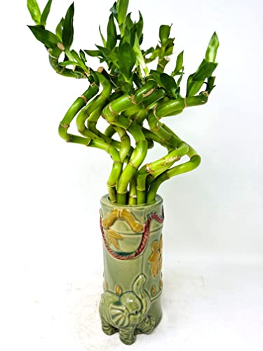Jm Bamboo Lucky Bamboo Spiral Bundle With Collectable Vase -Live Plants -Unique Plant Arrangements cover