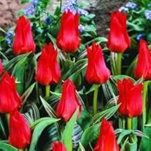50 x Red Riding Hood Rockery Tulip Bulbs