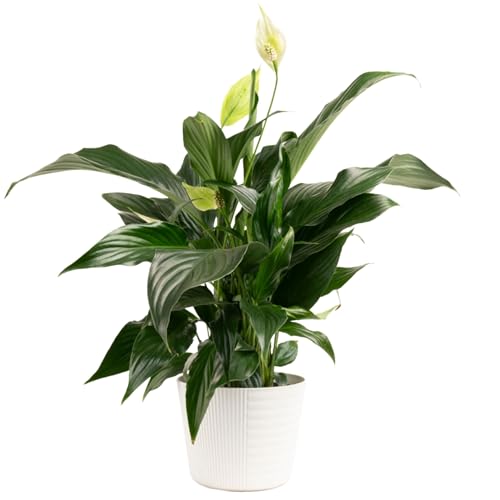 Costa Farms Spathiphyllum Peace Lily Live Indoor Plant in in Premium Scheurich Ceramic Planter, 15-Inch