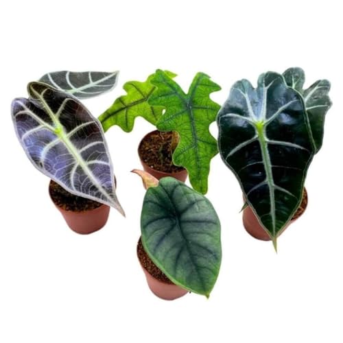 BubbleBlooms Rare Alocasia Assortment 2 inch Set of 4 Jewel Jacklyn Cuprea Pixie Plants