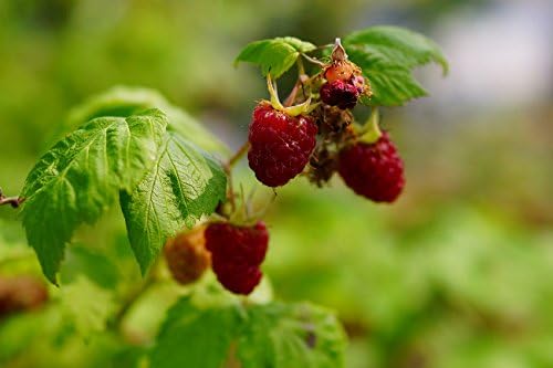 Amazon 二季なり ラズベリー サマーフェスティバル 6号ポット苗 花