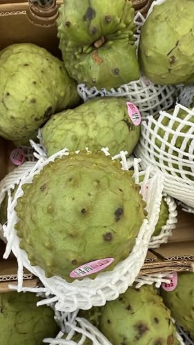 Fresh Cherimoya Fruit 3lbs
