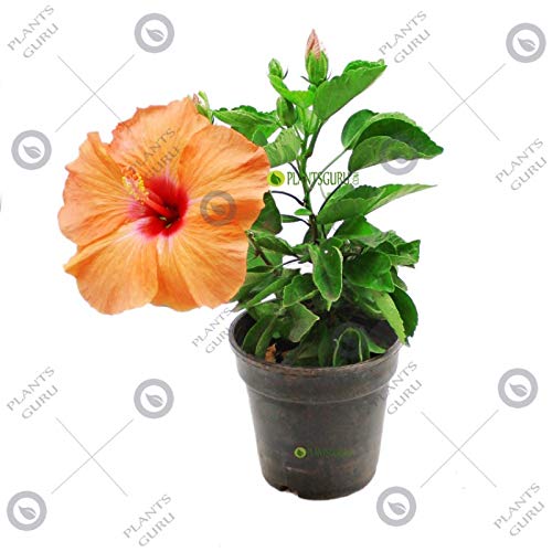 Mphmi Nursery Delhi NCR Hibiscus Orange Desi Plant - Jaswand, Gudhal (B0B5M2178J) Amazon Price History, Amazon Price Tracker