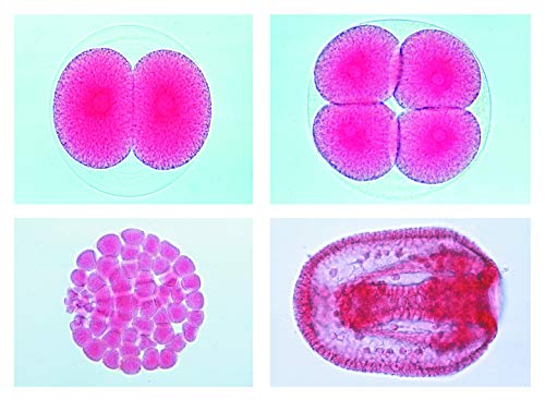 Microscope biologique d'anatomie avec micro préparation du système de mouvement