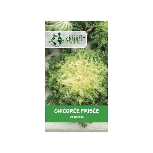 150 graines Chicoree frisee de Ruffec .Graines Chicorée Vert Frisées Ruffec - Chicorée Endivia – d'antan