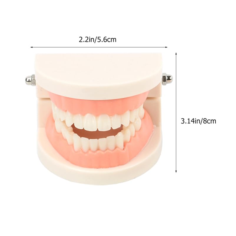 Alipis ModèLe De Dents Educatif Avec Brosse IntéGréE Et MâChoire ArticuléE Kit PéDagogique Pour Enseignement Des Soins Dentaires Enfants Outils Educatifs Dentaire