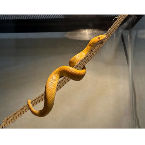 Corde d'escalade avec ventouses pour python et serpent de maïs - 6
