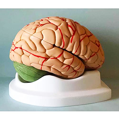 Modèle anatomique cerveau humain en 10 parties pour assimiler la neuroanatomie