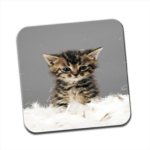 Fancy A Snuggle Brown Cute Kitten Cat Single Coaster