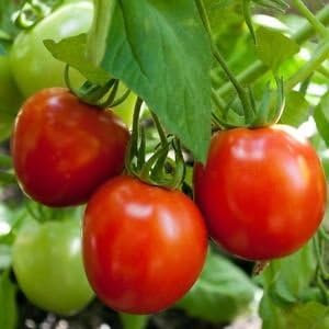 Tomato Glacier Great Heirloom Garden Vegetable by Seed Kingdom Bulk 1 OZ Seeds