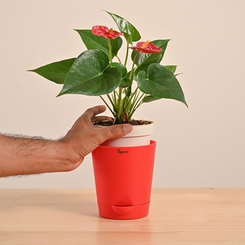 Image of UGAOO Anthurium Red Plant with Self-Watering Pot (Medium) | Indoor Air-Purifying Flowering Plant for Home & Office Decor