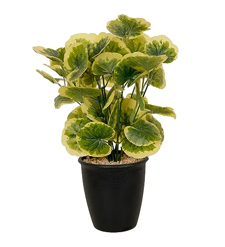 Image of Foliyaj Artificial Poliscias Plant with Black Pot |Plants for Home Decor| Indoor Plants for Living Room