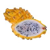 Pitaya Hylocereus, Yellow Dragon Fruit Vine Plant (2 Starter Plants)