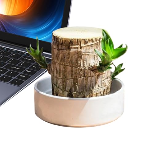 Cepa de árbol - Madera de 6 pulgadas | Cerámica brasileña - Jardinera decorativa de interior con diseño ecológico para sala de estar, oficina, balcón, mesita de noche o dormitorio