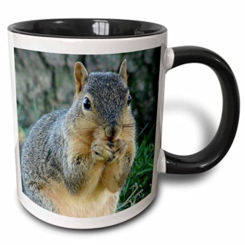 3dRose Squirrel Eating Acorns Photographed 11oz Two-Tone Black Mug