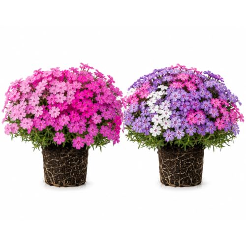 Set 2 Creeping Phlox Live Plants Perennial Phlox Flower Ground Cover Plant Hardy Creeping Phlox 5-8 Inches (Random Color)