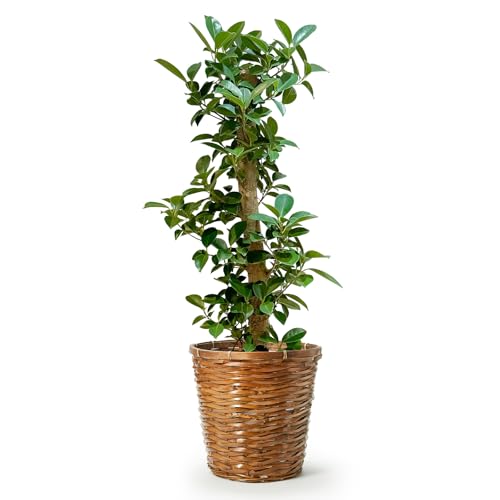 bloomee(u[~[) KW} ϗtA (7 JS Jo[ t) { ^ p  (^Abv C )  CeA 傫 (Mtg v[g j) S҂łĂ₷