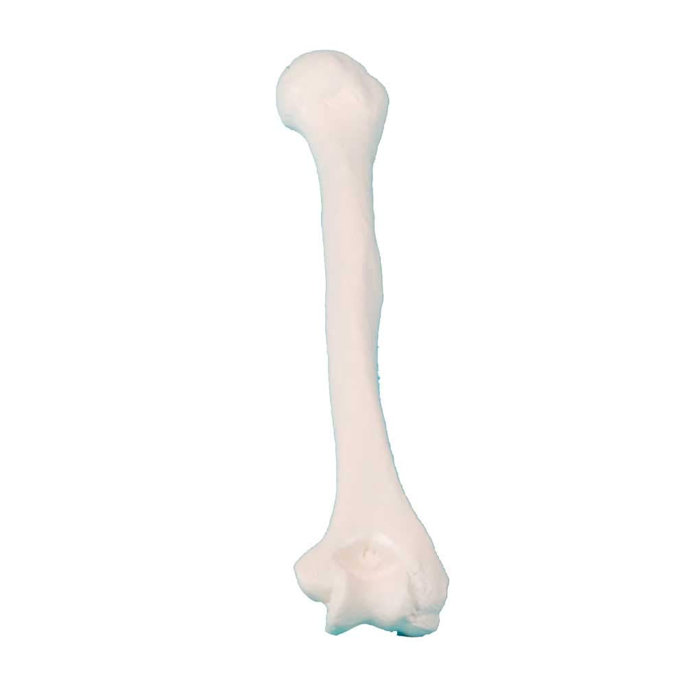 Erler Zimmer Knochenmodell männlich, lebensgroß Humerus, Oberarm