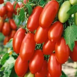 All Season Gardens San Marzano Tomato Heirloom (Pack Of 50 Seeds)