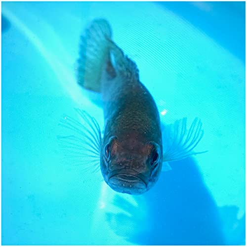 Live Bluegill (20) 24" Pond Fish Bluegill Sunfish to stock Ponds