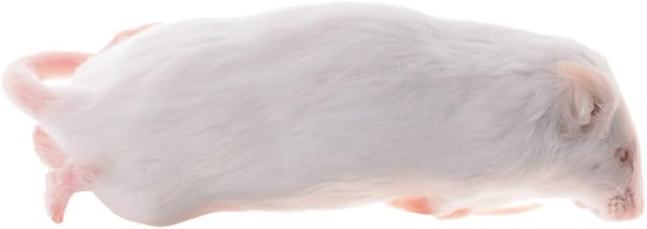 冷凍マウス」の人気商品一覧 | 安い商品を通販サイトから探す - 価格