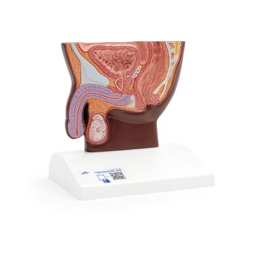 3B Scientific Männlicher Beckenschnitt Modell, ½ Größe, dunkle Hautfarbe - 3B Smart Anatomy