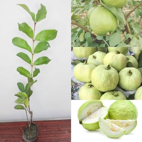 Image of 1 BIG SIZE ALL TIME GUAVA FRUIT PLANT GRAFTING OUTDOOR GARDEN LIVE ORGANIC TREE