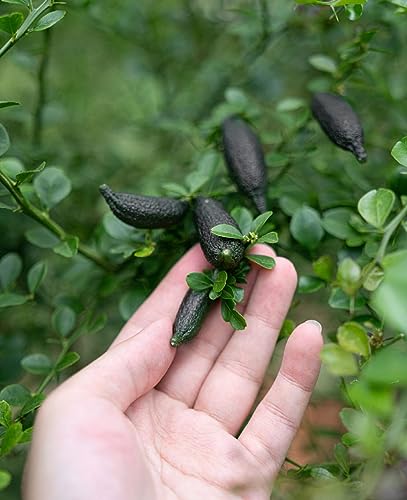 Image of GreenWorld Special & Rare Long Finger Black Australion Lime,Lemon /Kala Lebu Plant(Australion Variety) Healthy Live Plant,'' Fruit After 1 Year''