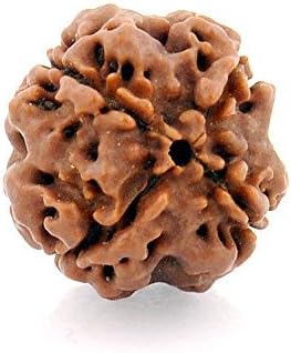DIVYA JYOTI Jyothi Brown 4 Mukhi Rudraksha For Unisex (2 Cm X 2 Cm, Brown) Small